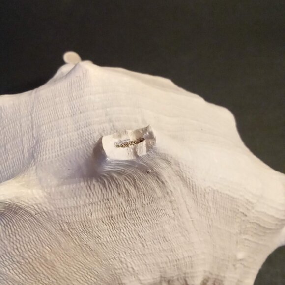 Huge CASSIS CORNUTA Horned Queen Helmet Conch Sea Shell painted blush pink 8x10" - Picture 6 of 8